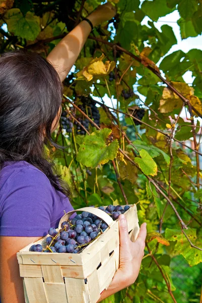 stock image Grape picking