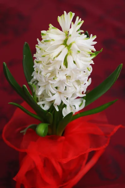 Vit hyacint — Stockfoto