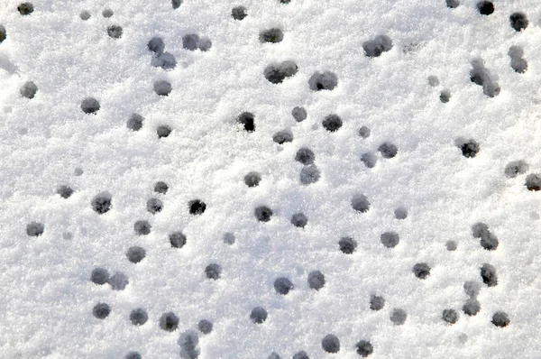 Dropson 雪が溶けて雨します。 — ストック写真