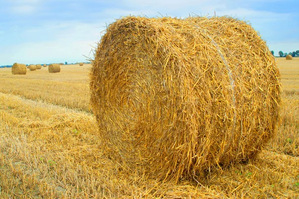 stock image Field with straw bales