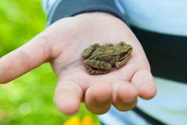 Frog on the hand clipart