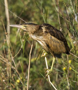 Little bittern resting on the branch / Ixobrychus minutus clipart