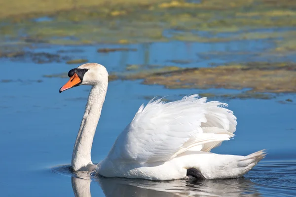 Cisne mudo en el agua / Cygnus olor — Foto de Stock