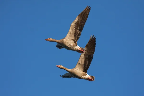 Um par de ganso Greylag em voo contra o céu azul — Fotografia de Stock