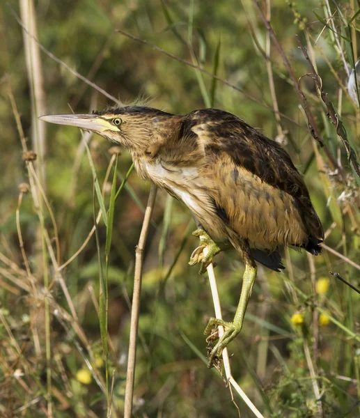 Little bittern resting on the branch / Ixobrychus minutus — Stock Photo, Image