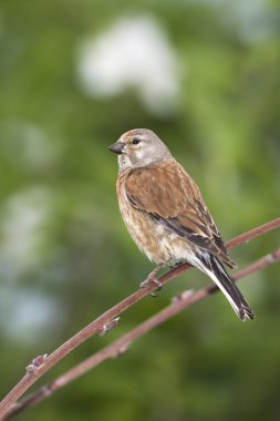 Bir dal üzerinde oturan ketenkuşu erkek (Carduelis cannabina)