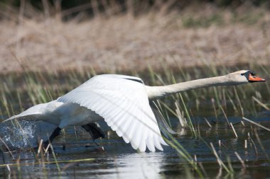 Mute swan ( Cygnus olor ) in a flying scene clipart