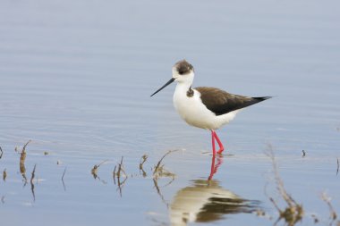 Su kuşu - yiyecek arayan Uzunbacak (Himantopus himantopus) siyah kanatlı