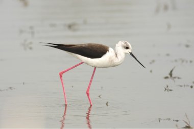 Su kuşu - yiyecek arayan Uzunbacak (Himantopus himantopus) siyah kanatlı