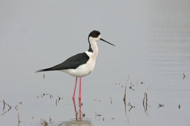 Su kuşu - yiyecek arayan Uzunbacak (Himantopus himantopus) siyah kanatlı