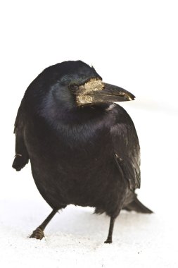 Adult Rook (Corvus frugilegus) in a natural habitat. Wildlife Photography. clipart