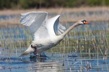 Mute swan uçan sahnede / kuğu rengi