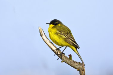 Yellow wagtail on the branch / Motacilla flava clipart