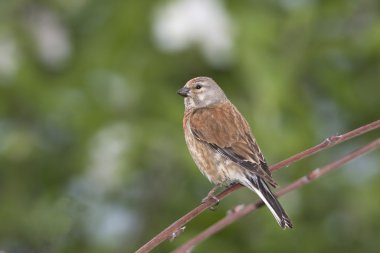 Bir dal üzerinde oturan ketenkuşu erkek (Carduelis cannabina)