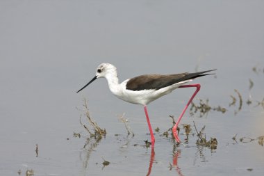 Su kuşu - yiyecek arayan Uzunbacak (Himantopus himantopus) siyah kanatlı