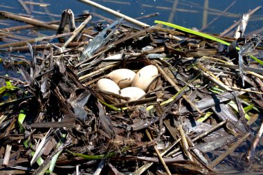 Great grebe (Podiceps cristatus ) nest with eggs clipart