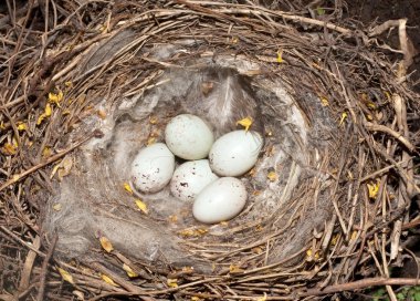 Ketenkuşu (Carduelis cannabina) yuva yumurta ile