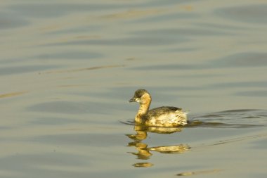 Little grebe - Tachybaptus ruficollis clipart