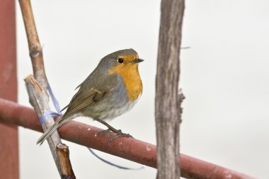 Avrupa bülbülü (Erithacus rubecula).