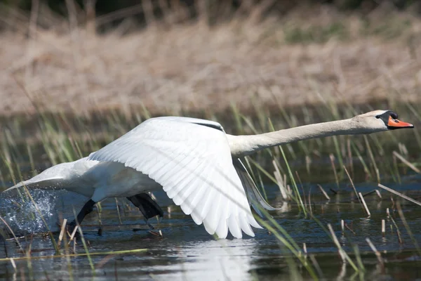 Mute swan ( Cygnus olor ) in a flying scene — Stock Photo, Image