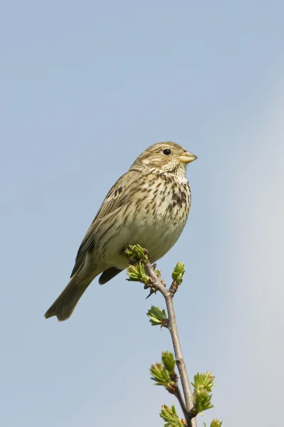 Corn Bunting ( Miliaria calandra ) resting on a branch — Stock Photo, Image