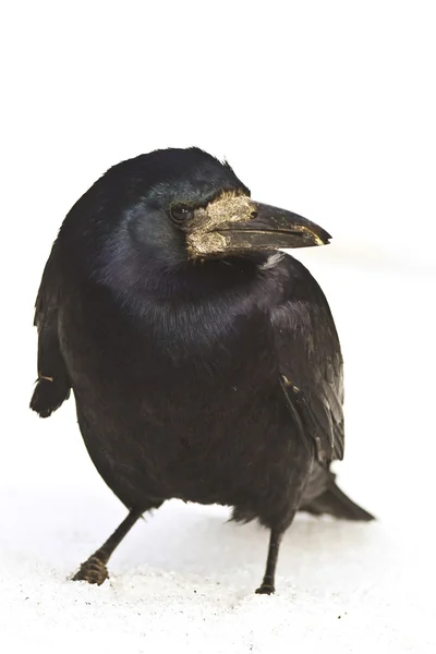 Rook adulto (Corvus frugilegus) in un habitat naturale. Fotografia della fauna selvatica . — Foto Stock