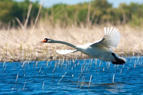 Mute swan in a flying scene / Cygnus olor — Stock Photo, Image