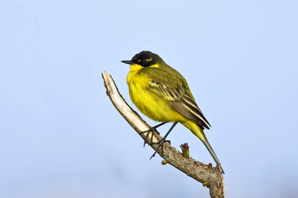 Yellow wagtail on the branch / Motacilla flava — Stock Photo, Image