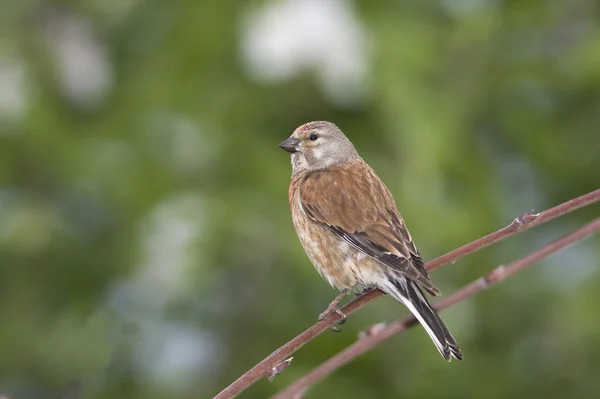 Linnet male (Carduelis cannabina) sitting on a branch — Stock Photo, Image