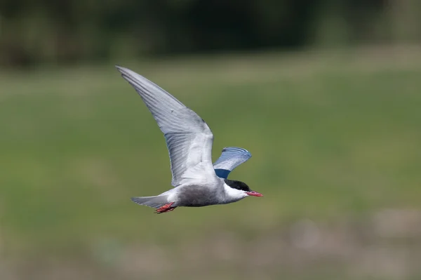 Whiskered tern ( Chlidonias hybrida )in flight — Stock Photo, Image