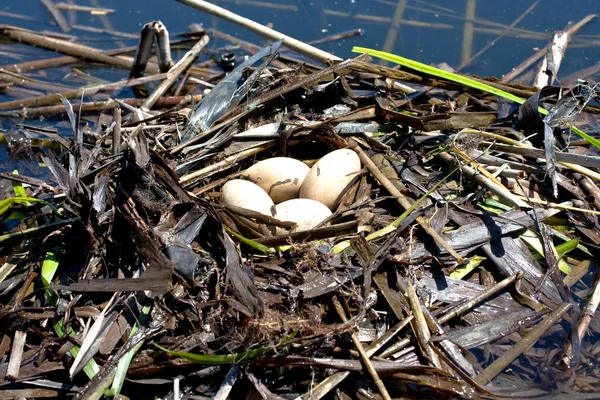 Great grebe (Podiceps cristatus ) nest with eggs — Stock Photo, Image