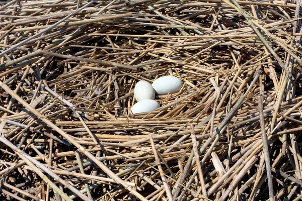 stock image Nest of mute swan with eggs / Cygnus olor