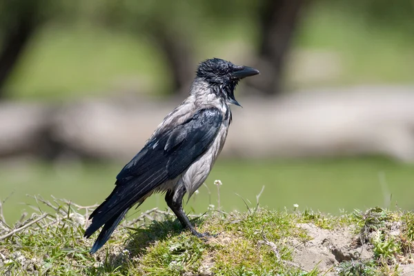 Hooded crow on the ground / Corvus corone cornix — Stock Photo, Image