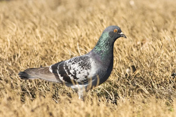 Wild pigeon on the ground — Stock Photo, Image