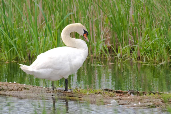 Mute swan restin on a log / Cygnus olor — Stock Photo, Image