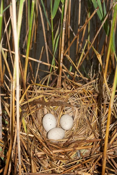 Coot ( Fulica atra ) nest with eggs — Stock Photo, Image