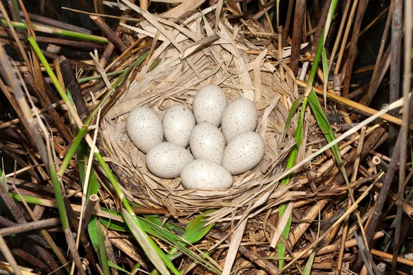 Blässhühnernest (fulica atra) mit Eiern — Stockfoto