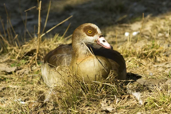 Egyptian goose resting on the grass / Alopochen aegyptiacus — Stock Photo, Image