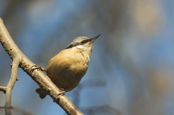 Eurasian nuthatch on the branch (Sitta europaea) — Stock Photo, Image