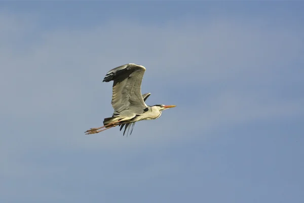 Flying great grey heron — Stock Photo, Image