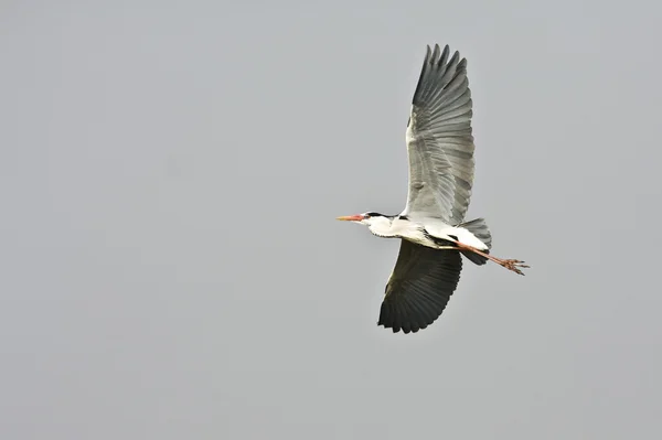 Flying heron — Stock Photo, Image