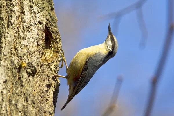 Eurasian nuthatch on the branch (Sitta europaea) — Stock Photo, Image