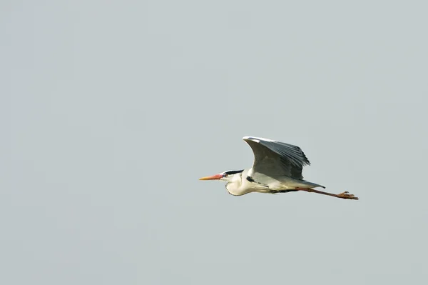 Grey heron in flight against the blue sky — Stock Photo, Image