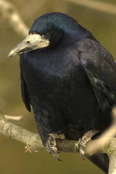Saatkrähe (corvus frugilegus) auf einem Ast — Stockfoto