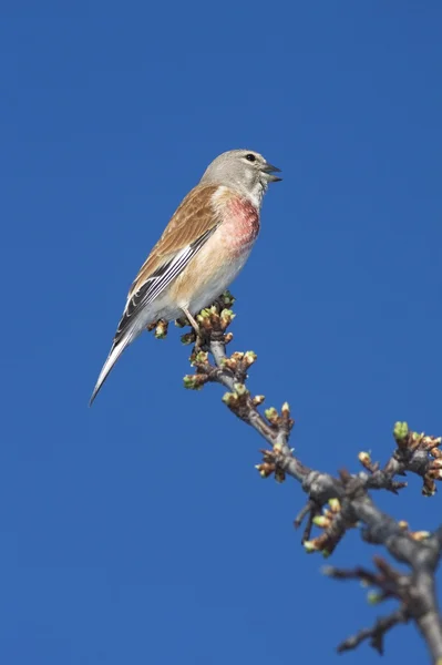 Linnet male sitting on a branch against the blue sky — Stock Photo, Image