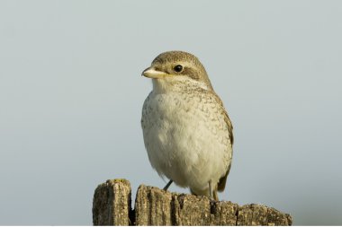 Kırmızı sırtlı Shrike / Lanius collurio