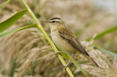 A Sedge Warbler resting on a reed leaf / Acrocephalus schoenobaenus clipart