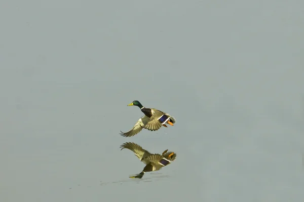 Pato macho Mallard Aterrizaje en el agua con reflejo — Foto de Stock