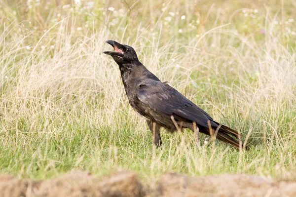Um juvenil de corvo / Corvus corax — Fotografia de Stock