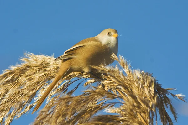Una hembra de teta barbuda alimentándose contra el cielo azul / Panurus biarmicus —  Fotos de Stock